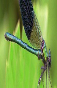 Atlas de biologie animale, Les grands plans d'organisation