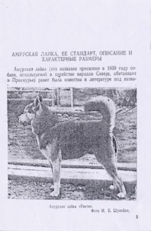 Амурская лайка