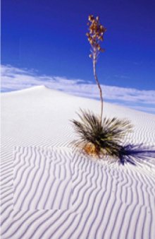 A Beginner's Guide to Desert Restoration 
