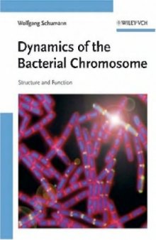 Dynamics of the Bacterial Chromosome - Structure and Function