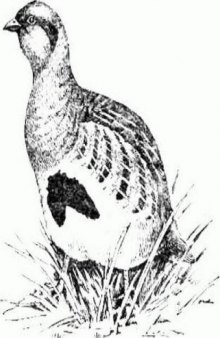 Биология промыслово-охотничьих птиц СССР