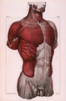 Atlas of Human Anatomy and Surgery. Myologia