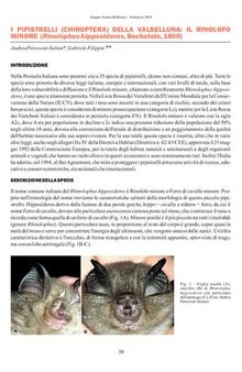 I pipistrelli (Chiroptera) della Valbelluna. Il rinolofo minore (Rinolophus hipposideros Bechstein 1800)