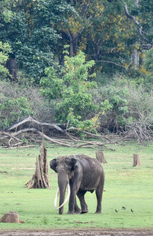 The Indian Elephant