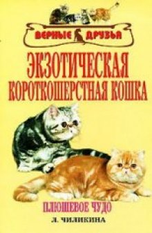 Экзотическая короткошерстная кошка