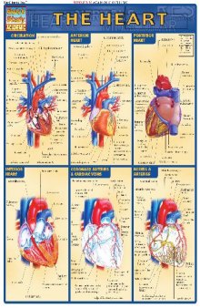 BarCharts QuickStudy Heart