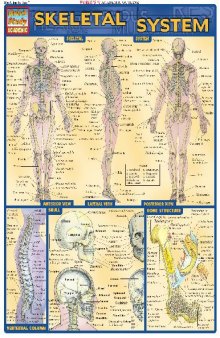 BarCharts QuickStudy Skeletal System