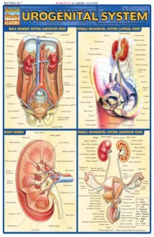 Urogenital System Laminated Reference Guide (Quickstudy: Academic)