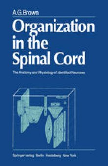 Organization in the Spinal Cord: The Anatomy and Physiology of Identified Neurones