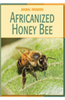 Africanized Honey Bee