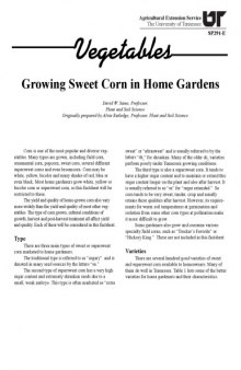 Growing sweet corn in the home garden
