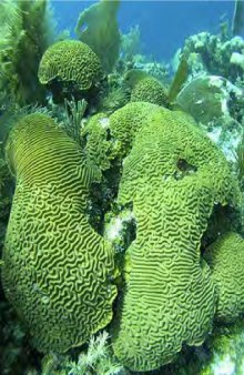 Coral Reefs: Research Methods  