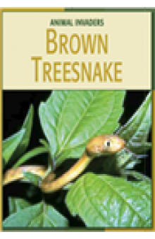 Brown Treesnake