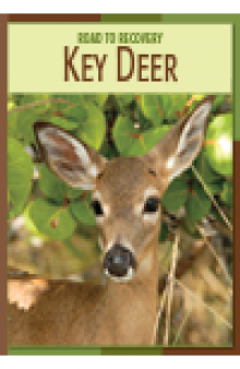 Key Deer