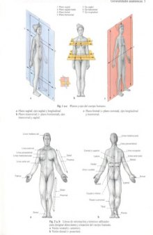 Human Anatomy For The Artist