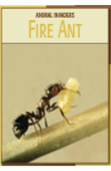 Fire Ant