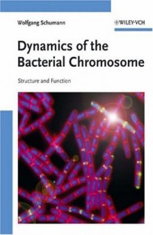 Dynamics of the Bacterial Chromosome - Structure and Function
