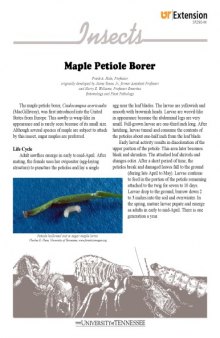 Maple (Acer) disorder : maple petiole borer