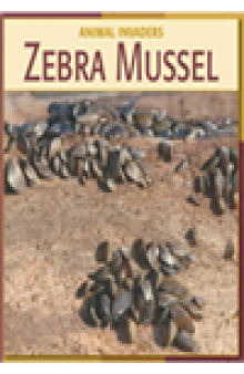 Zebra Mussel