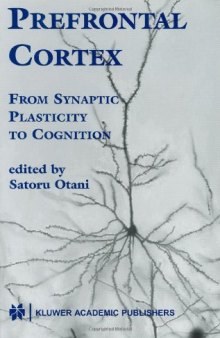 Prefrontal Cortex: From Synaptic Plasticity to Cognition