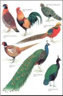 Longman's Illustrated Animal Encyclopedia - Птицы