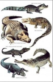 Longman's Illustrated Animal Encyclopedia - Рептилии